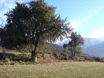 Árboles singulares de Huesca - Enebro de San José (Campo-Biescas)