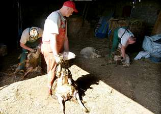 De Polonia a Lugo para rapar ovejas