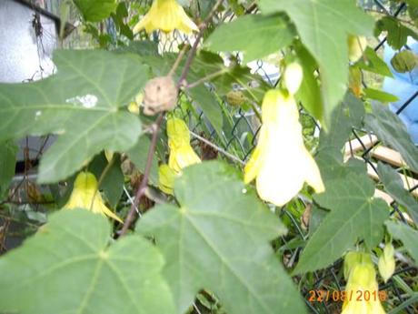 un guerrero de la luz conoce el camino Foto de nofler: -