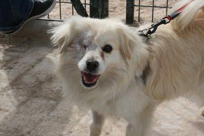 Haiku, tan joven y que cruel su vida!!. PROA Madrid