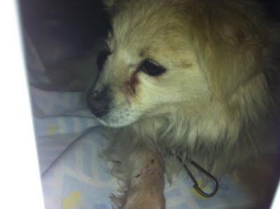 Haiku, tan joven y que cruel su vida!!. PROA Madrid