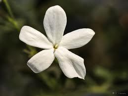 El universo de los aceites esenciales y su utilización en la cosmética. Parte 2 El universo de los aceites esenciales y su utilización en la cosmética. Parte 2