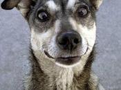 Sobre perros, maestros coaches