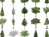 _psd trees (alzado) part1