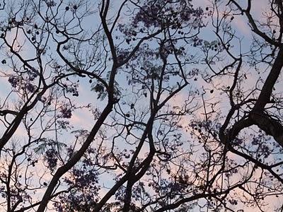 Jacarandá