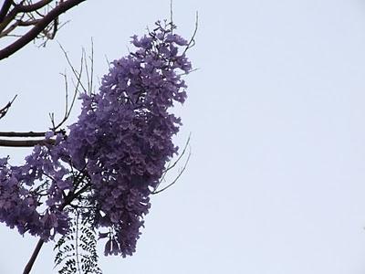 Jacarandá