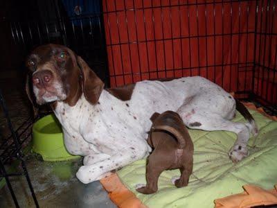 URGENTE!!! Mami Braco alemán abandonada (Murcia)