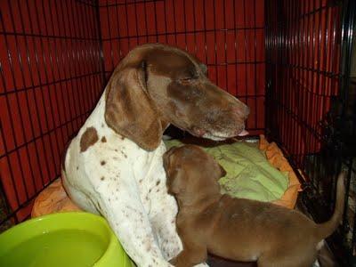 URGENTE!!! Mami Braco alemán abandonada (Murcia)