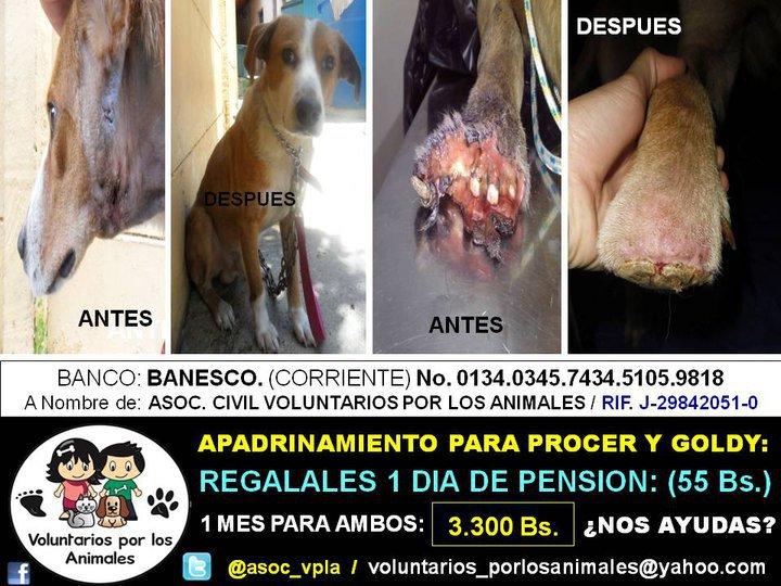 Novedades de Goldy