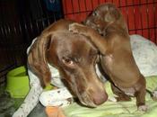 Laica, mami coraje Murcia