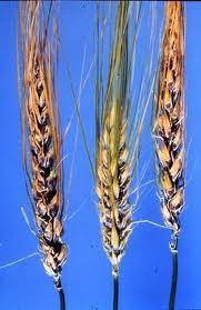 Propiedades de la cebada