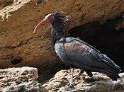 Janda, Cádiz, acoge primera colonia reproductora ibis eremita