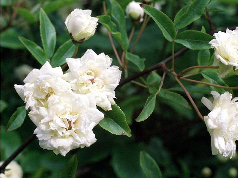 Mayo, el mes de tu jardín