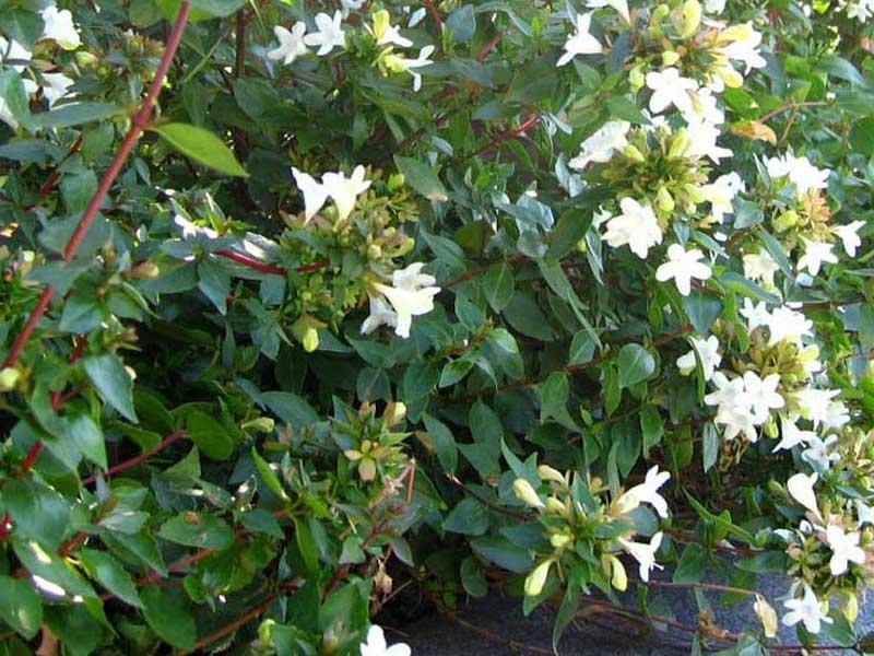 Mayo, el mes de tu jardín