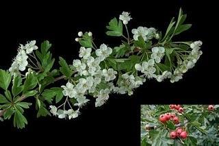 Espino Blanco regula presión arterial,escleriosis y  enfermedades de corazón