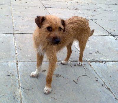 NOVEDADES MUY MUY URGENTE!!! Perrita mini en la calle (Murcia)‏