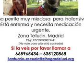 Julieta perdida tetuán, madrid.