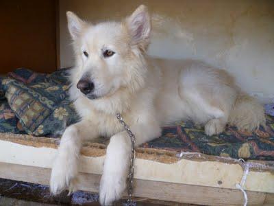ELADIA, mix de samoyedo. Una auténtica belleza que es otro caso de abandono.(Murcia)