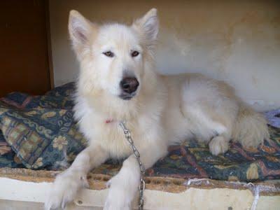 ELADIA, mix de samoyedo. Una auténtica belleza que es otro caso de abandono.(Murcia)