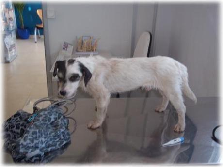 Le han reventado la traquea, necesita acogida sólo temporal