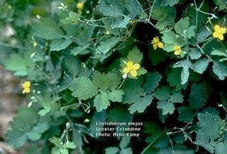 Celidonia  efectivo para enfermedades de higado e ictericia