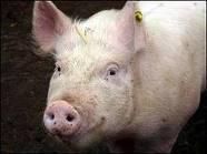 “Comer animales” de Jonathan Safran Foer “Comer animales” de Jonathan Safran Foer