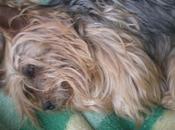 Yorky maltrataro necesita sitio para recuperarse.