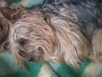YORKY MALTRATARO NECESITA SITIO PARA RECUPERARSE.