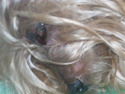 YORKY MALTRATARO NECESITA SITIO PARA RECUPERARSE.