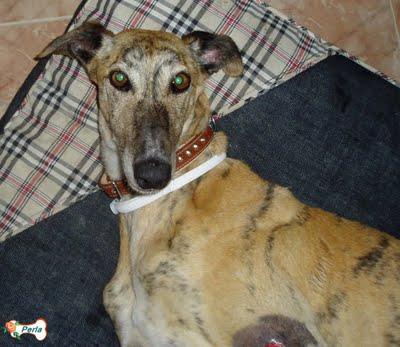 GALGA PERLA  TENGO QUE CUMPLIR MI PROMESA....(TOLEDO)‏