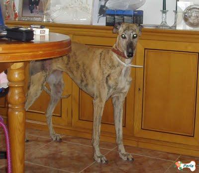 GALGA PERLA  TENGO QUE CUMPLIR MI PROMESA....(TOLEDO)‏