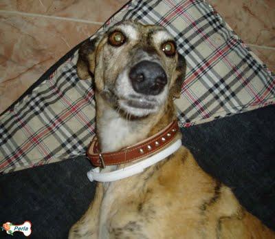 GALGA PERLA  TENGO QUE CUMPLIR MI PROMESA....(TOLEDO)‏