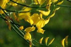 Flores para compartir (St. Cugat, mayo 2011) EL PODER DEL SILENCIO…