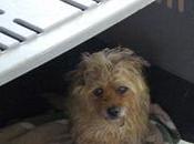 WILLY ....LA ULTIMA LLAMADA esta dejando morir pena.