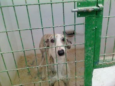 GALGO ATIGRADO PERRERA ALBACETE (perrera de hellìn)