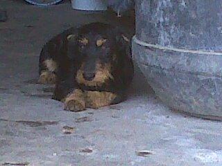 Teckel, necesita un hogar urgente...