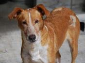 ¿Por nadie quiere pequeña Ansara? Arca Cordoba