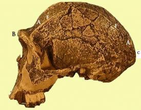 he Evolución humana: del Australopithecus al homo sapiens sapiens