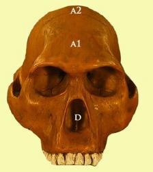EH3 Evolución humana: del Australopithecus al homo sapiens sapiens