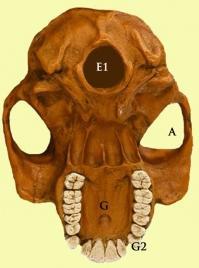 af3 Evolución humana: del Australopithecus al homo sapiens sapiens