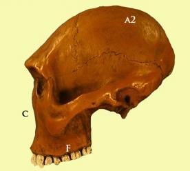 EH1 Evolución humana: del Australopithecus al homo sapiens sapiens