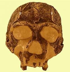 er2 Evolución humana: del Australopithecus al homo sapiens sapiens