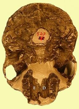 er3 Evolución humana: del Australopithecus al homo sapiens sapiens