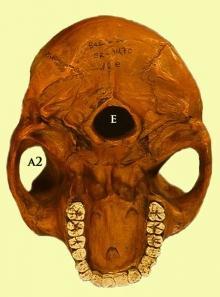 EH2 Evolución humana: del Australopithecus al homo sapiens sapiens