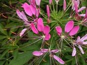 Cleome