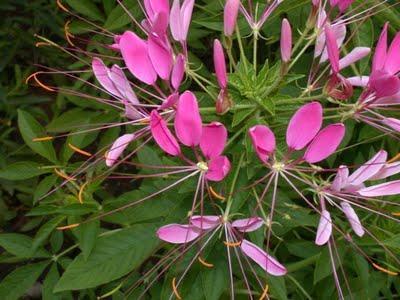 Cleome