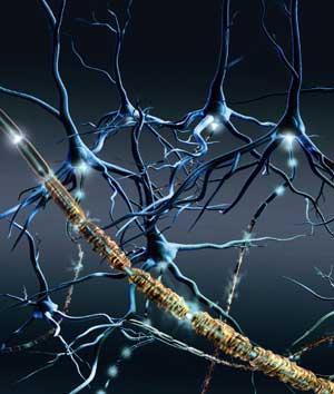 Neuronas y células gliales