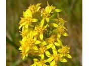 Vara Solidago