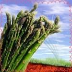 Risotto de trigueros con shitake