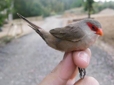 Es tiempo de jovenzuelos...13/5/11